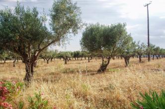 Αχαρνές επαγγελματικό οικόπεδο 8.400 τ.μ  προς πώληση