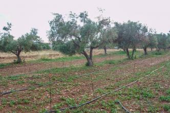 Αχαρνές βιομηχανικό οικόπεδο 7.000 τ.μ προς πώληση